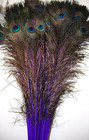 Feather Store - 10 Real Dyed Peacock Eye Feathers 30-35  - Perfect For Crafts 