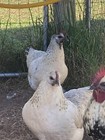 10  Purebred Mosaic Hatching Eggs  Beautiful Fibro Chicken Breed  