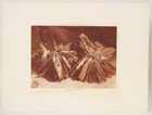 G1722  Edward Curtis    turtles With Feather Adornment Tissue Photogravure C 1908