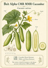 60 Heirloom Beit Alpha Burpless Cmr mmr Cucumber Seeds - Very Disease Resistant