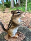 Chipmunk Taxidermy  Eastern Chipmunk Mount  Squirrel Taxidermy  Nature  Gift 