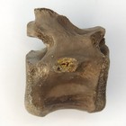 Dinosaur  acheroraptor Proximal Caudal   Vertebra Fossil - Hell Creek Fm  - Sd
