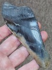 4 1 2  Authentic Prehistoric Megalodon  Fossil Shark Tooth Teeth 100  Authentic 