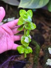 Big Stem Plant Pack-live Aquatic Stem Plants Aquascape Shrimp Fish Tank Plants