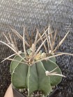 Astrophytum Capricorne Buffalo Suigyu Plant Raresucculent Seedgrowth 4-5cm