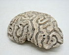 Fossil Brain Coral Shaped Stone Specimen 1 Pound 5    W  Spooky Halloween Natural