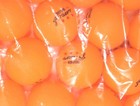 34 - Pack Mapol Orange 3-star Premium Ping Pong Balls 40mm  Orange
