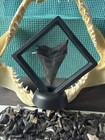 Lot Of 25 Fossilized Partial Shark Teeth   Megalodon Frag In 3d Display Case  