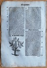 Post Incunable Leaf Hortus Sanitatis Woodcut Botany Marjoram - 1511