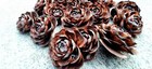 30 Cedar Deodar Rose Pine Cones Flowers 0 5-2 Inch