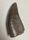 T-rex Dinosaur Tooth Fossil  Replica 5  Broken Tip Jurassic Park 