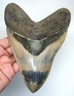 Megalodon Shark Tooth - Real Fossil - 6 22    Huge Shark Teeth Xxl Meglodon