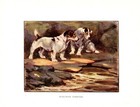 C1920 Antique Sealyham Terrier Dog Art Print Vernon Stokes Illustration 4254f