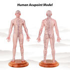 Acupuncture Model Human Acupoint Silicone Doll Acupuncture 48 55cm Point Display