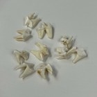 Lot Of 10 Real Coyote Molars Teeth Taxidermy Art Weird Odd Project Unqiue   3688