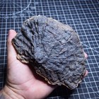 1 6kg Favosites Goldfussi Coral Czech Fossils Devonian