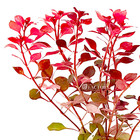 Ludwigia Super Red   Aquarium Plants Factory  