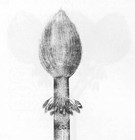 Rare Big Carboniferous Fossil Plant Sigillaria Cone Sigillariostrobus Nobilis  