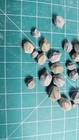 24 Pentremites Blastoids From Mississsippian Period Fossils 