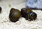3 Zebra Nerite Snails Tank Bred High Quality   Algae Eater Snail 