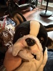 Fao Schwarz Black   White Boston Terrier Plush Stuffed Animal