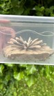 Wonderful Asterocidaris Urchin Fossil  From Morocco  Grade A  Uk Fast Delivery