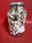 Estate Lot Mixed Real Seashells Jewelry Making Art Decoration