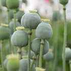 1000 Giant Rattle Poppy Seeds - P  Somniferum - Massive Seed Heads huge Blooms