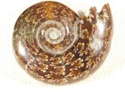 Big  Polished Aaa Chambered Ammonite Fossil With Stand  From Madagascar 281gr