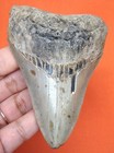 Megalodon Shark Tooth Real Fossil 3 59    - Shark Teeth - No Restorations