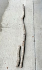 45  Diamond Willow  swag      Cane  Wood Carving  Walking Stick  Pimp  Twisted