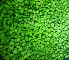 Gravel For Plants Succulents Aquarium Substrate Beautiful Pebble Stones