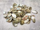 Baby Abalone Green Silver Seashells  approx  Half Pound 85  Shells 1  Inch 