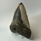 Megalodon Shark Tooth 5 77 Inch - Huge - Beautiful Fossil - Real Teeth 20290