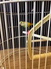 Vintage Metal  Wire Dome Bird Cage Rustic No Bottom As Is With Fake Bird