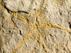 Starfish Fossil In Big Matrix Ordovician Era 100  Natural 830gr
