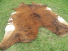 New Large Brindle Brown Cowhide Rug Natural Cowhides Cow Hide Skin 6x6 Feet Rrn