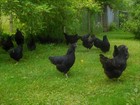 10 Rare Ayam Cemani Hatching Eggs     From Black      Show Quality Birds Npip    