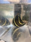 French Angelfish  pomacanthus Paru  net Caught  Med Size  Wysiwyg  Free Shipping