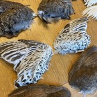 Pair Of Real Quail Wings Matching Set For Taxidermy  Fly Tying  Dog Training