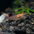 10  Red Amano Algae Eater - Freshwateraquarium Shrimp  Live Guarantee
