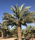  2  5 Lb Medjool Dates  M s  Fresh California Date   Free Fast Shipping 