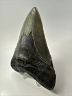 Megalodon Shark Tooth 5 48 Inch - Huge - Authentic Fossil - Amazing - Real 19230