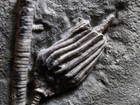 Sweet Fossil Crinoid  Crawfordsville  In