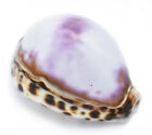 2  Large White   Purple Top Tiger Cowrie Shells 3  Beach Crafts Nautical Decor
