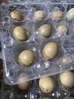 18 Plus Button Quail Hatching Eggs From Multiple Colors
