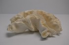 Large Natural Coral Reef Specimen  open Brain  9  Nautical Beach House Decor