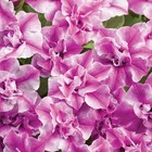 330 mixed Petunia Hybrida Seeds For Planting-perennial Hanging Petunia Flower 