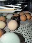 Foster   s Farmstead Hatching Eggs 12 