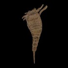 4 8  Eurypterus Sea Scorpion Fossil Eurypterid Silurian 420 Mil Yrs Old New York